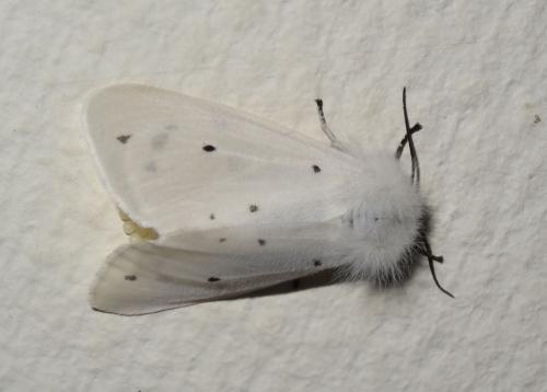 Diaphora mendica
